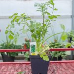 Cilantro – Chinese Parsley