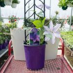 Clematis – Candy Stripe