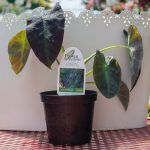 Colocasia Esculenta – Illustris Elephants Ear