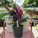 Cordyline – Green and Pink