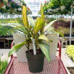 Cordyline – Greens with Pink Border