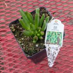 Crassula Ovata – Jade Hobbit