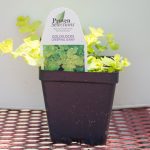 Creeping Jenny – Goldilocks