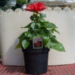 Dahlia – Dahlinova Hypnotica Red