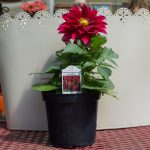 Dahlia – Dahlinova Hypnotica Red Velvet