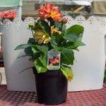 Dahlia – Dahlinova Hypnotica Tequila Sunrise