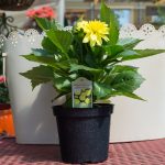 Dahlia – Dahlinova Hypnotica Yellow Improved