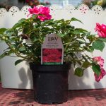 Double Impatiens – Rockapulco Coral Reef