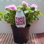 Double Impatiens – Rockapulco Orchid