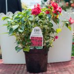 Double Impatiens – Rockapulco Red