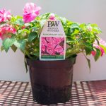 Double Impatiens – Rockapulco Rose