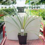 Dracaena – Spikes