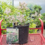 Dwarf Korean Lilac