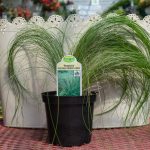 Feather Grass Stipa – Ponytails