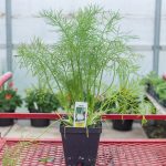 Florence Fennel