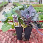 Flowering Cabbage – Osaka Mix