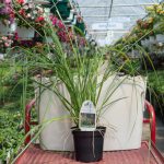 Fountain Grass – Red Bunny Tails