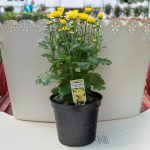 Garden Mum – Chelsey Yellow