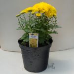 Garden Mum – Gigi Yellow