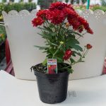 Garden Mum – Hestia Hot Red