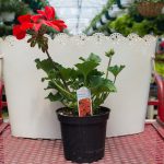 Geranium – Interspecific – Sarita Fire