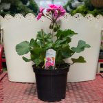 Geranium – Interspecific – Sarita Lilac Splash