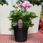 Geranium – Interspecific – Sarita Soft Pink Splash