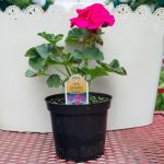 Geranium – Tango Neon Purple