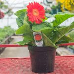 Gerbera Daisy – Jaguar Deep Orange