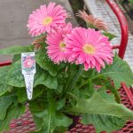 Gerbera Daisy – Jaguar Pink