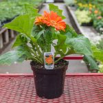 Gerbera Daisy – Jaguar Tangerine