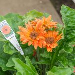 Gerbera Daisy – Jaguar Tangerine Dark Center