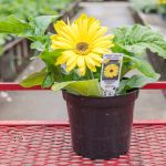 Gerbera Daisy – Jaguar Yellow Dark Center