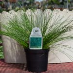 Graceful Grasses – Fiber Optic Grass