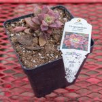 Graptosedum – Vera Higgins