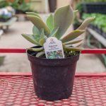 Graptoveria Hybrid – Echeveria – Fred Ives