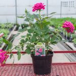 Hardy Miniature Rose – Parade Tena