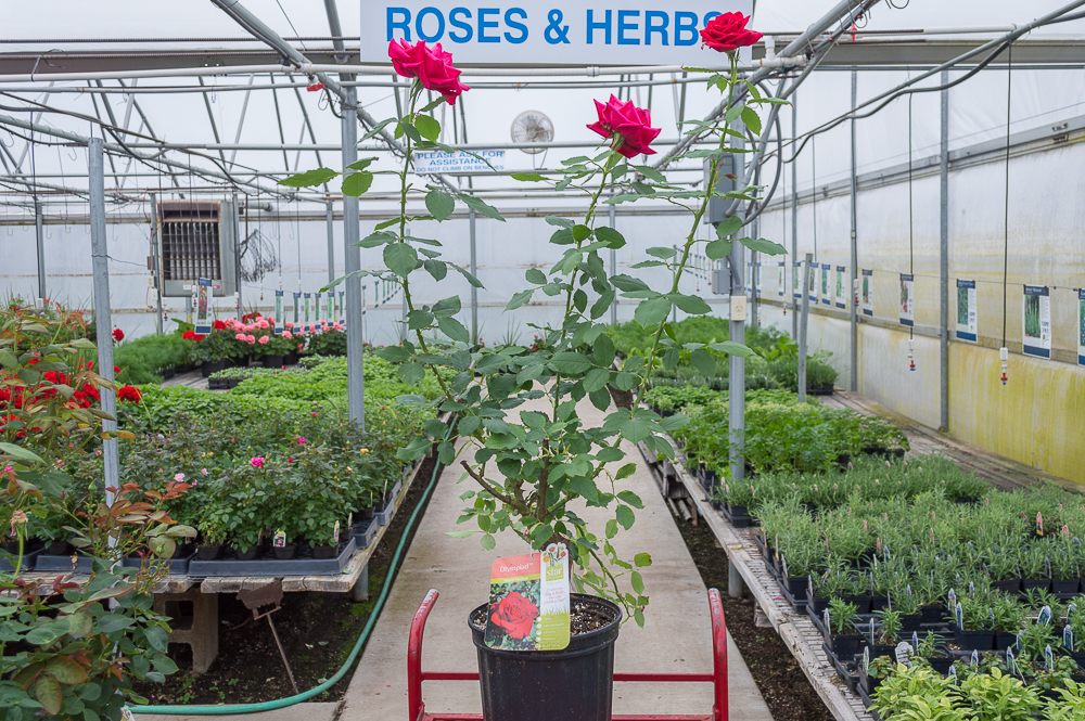 Olympiad Hybrid Tea Rose, Shop Roses