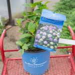 Hydrangea – Endless Summer BloomStruck