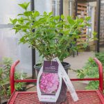Hydrangea – Strawberry Sundae