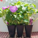 Impatiens – Accent Lavender Blue