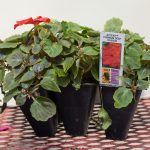 Impatiens – Accent Premium Deep Orange