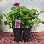 Impatiens – Accent Premium Lilac