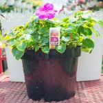 Impatiens – Accent Premium Mix