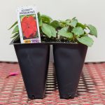 Impatiens – Accent Premium Red