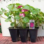 Impatiens – Accent Premium Violet