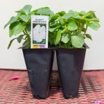 Impatiens – Accent Premium White