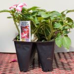 Impatiens – Accent Red Star