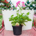 Ivy Geranium – Blizzard Pink