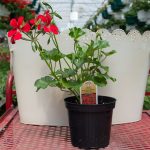 Ivy Geranium – Blizzard Red